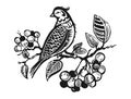 Vector ilustration of a bird. Engraving of a bird. Beautiful bird on a branch. A bird on a viburnum.